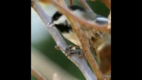 Chickadee bird snacking on a seed, while holding it in it's talons on a branch