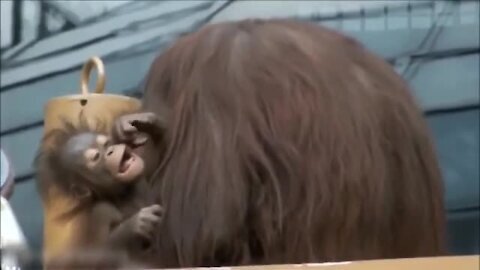 Baby Orangutan | Baby Orangutan Are Adorable - Cutest Compilation (2021) | Orangutan Family Moments