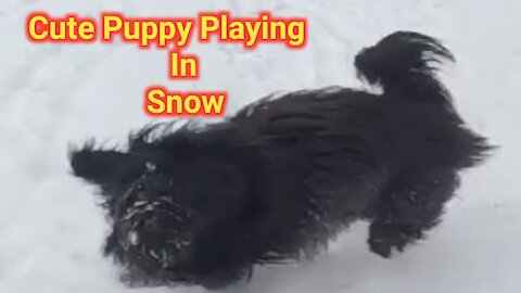 Cute Puppy Playing In Snow