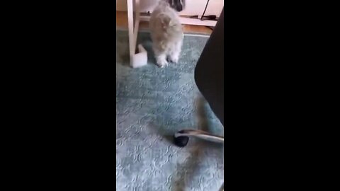 Cute Dogs Having Fun Video