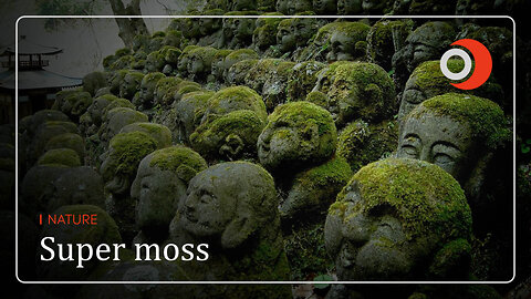 Nature | Super moss