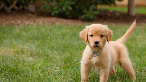 3 Easy Things to Teach your NEW PUPPY-Dog training vlogs