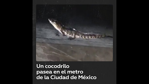 Encuentran un cocodrilo en el metro de la Ciudad de México