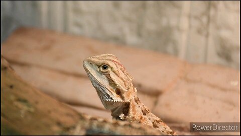 Bearded Dragons Minsteries