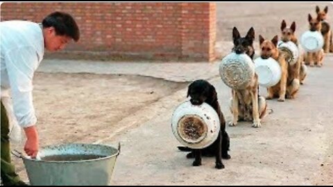 10 BEST DISCIPLINED DOGS IN THE WORLD.