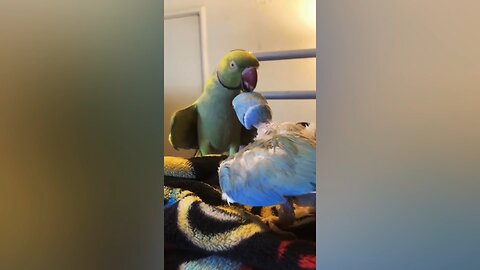 Extreme sympathy between the two birds