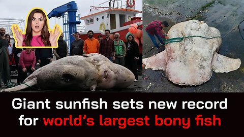 Giant sunfish sets new record for world’s largest bony fish