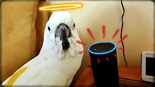 Cockatoo ends up ordering hilarious items through Alexa