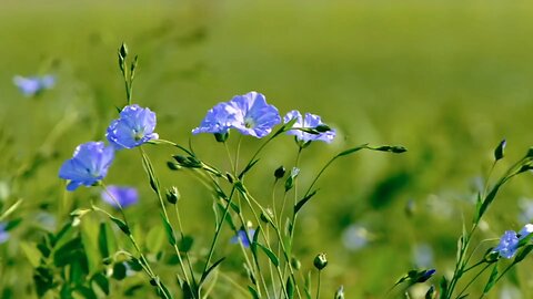 "Blue Flax: The Elegant Beauty of North America's Wildflower"