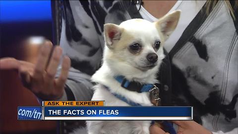 Ask the Expert: The facts about fleas