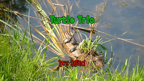 Turtle Trio - It's Wild