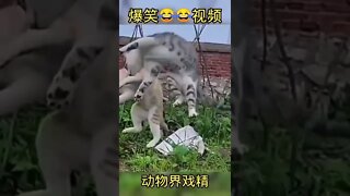 Animals can also be actors😁 #shorts #animals #funny #ytshorts #cats #dogs #pets #perros #gatos #猫