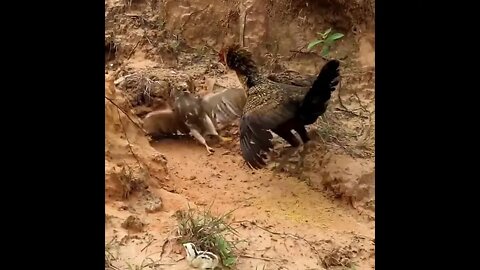 Birds Fighting 🐦🦃 #ytshorts #shorts #PetpupFun #Fun #Dogs #Cats #Entertaiment #trending #viral