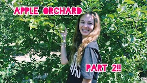 Apple Orchard Part 2!! Apple cannon & apple picking!!