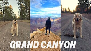 Climbing a Fire Tower overlooking Grand Canyon National Park with a Golden Retriever