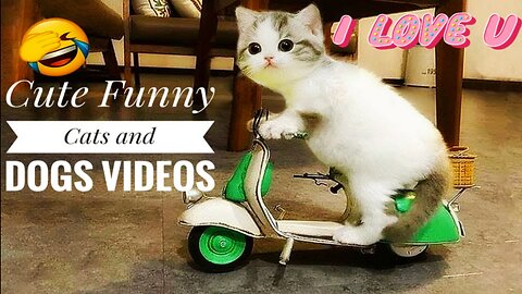 New Funny Videos 2023 😍 Cutest Cats and Dogs 🐱🐶 Part 1