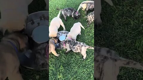 Just another feeding. Sunday evening Finny litter. 8-12-23