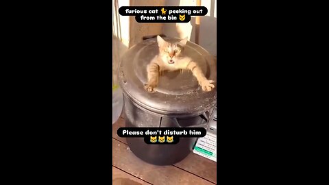 Furious cat peeking out from the bin 😹😹😹 funny.