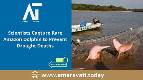 Scientists Capture Rare Amazon Dolphin to Prevent Drought Deaths | Brazil | Amaravati Today