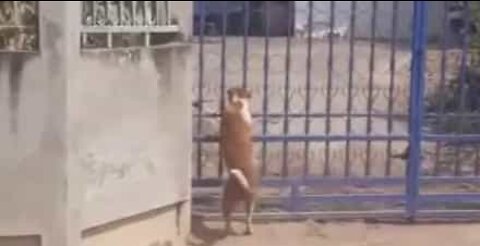 Dog climbs over gate to enter house