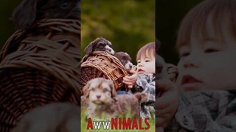 🤗 #AwwNIMALS - Basket of Happiness: Toddler's Playtime with Puppies 💕