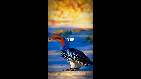 The Southern Yellow-billed Hornbill: Nature's Timekeeper!