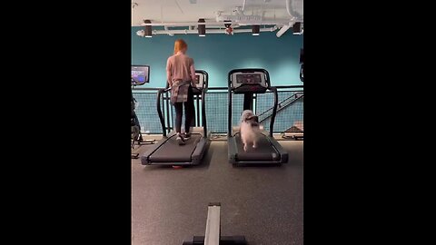 Perfect workout pawtner..