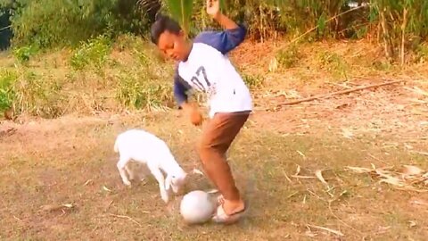 cute goat kid playing ball with little kids