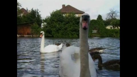 Swans adopt baby geese