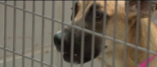 UPDATE: Animal Foundation takes in 275+ lost pets amid COVID-19 policy changes