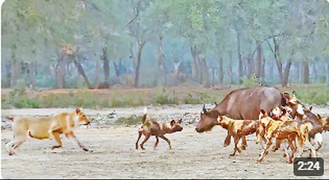 Lions Save Buffalo from a Terrifying Ending by Wild Dogs