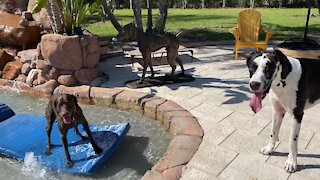 German Pointer shows off his surfing skills to Great Dane