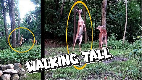 A Deer, WALKING TALL!