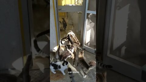 #shorts Смешные Коты Из Тик Тока 168 Funny Cats From Tiktok