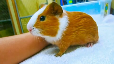 Cute Guinea Pig Taking With His Master