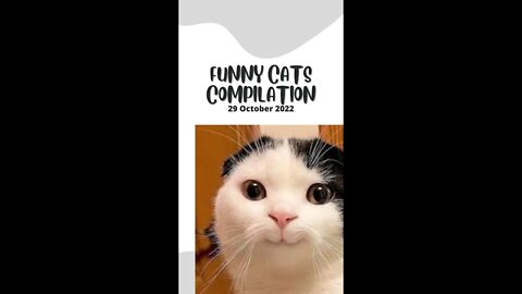 Funny Cats compilation 29 Oct 2022 #funnycats #funnycatsvideos #funnycatscompilation