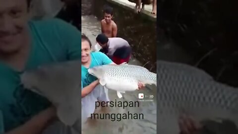 panen ikan besar😱 #shorts #ikan #ikanbesar