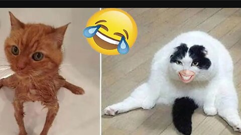 Funny animal Videos Cat and dog🤣🤣