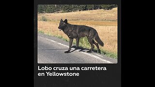 Avistamiento de un lobo en Yellowstone, Estados Unidos