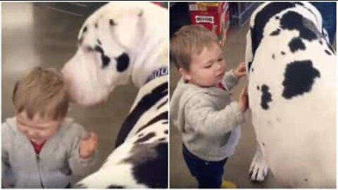 Bimbo fa amicizia con un cane gigante