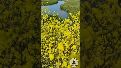 Tiny Yellow Flowers Sway in the Breeze