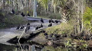 Vultures- Suwannee, Florida Country Xmas Trip- #4K #Vultures #FYP #HDR #DolbyVision