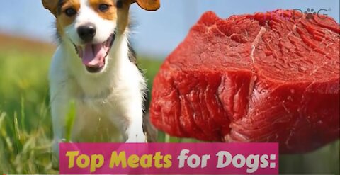 Top Meats for Dogs