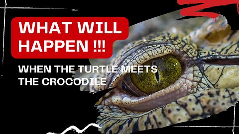 Animal Videos | Crocodile Meets Turtle: Unexpected Encounter and What Happens Next!