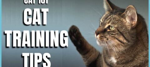 Cat's 101: Basic Cat training tips