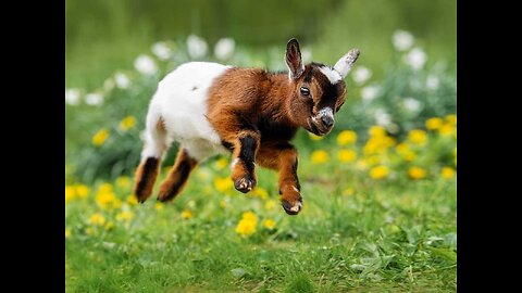 Cute GOAT 😍