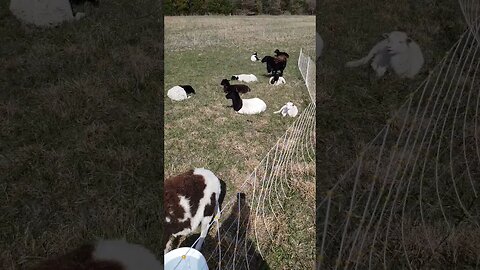 SUNNY DAY LAMBS #homesteading #sheep #music