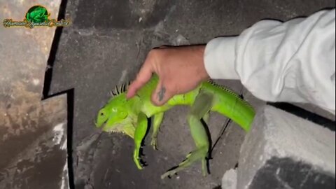 Iguana Removed From Florida Fireplace