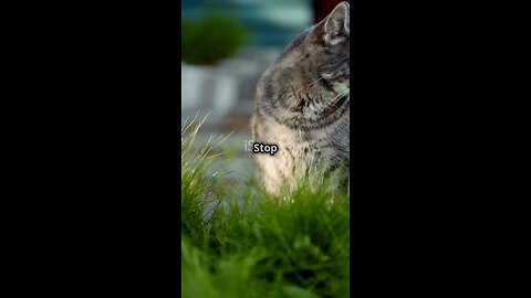 Meet our clever garden guardian!