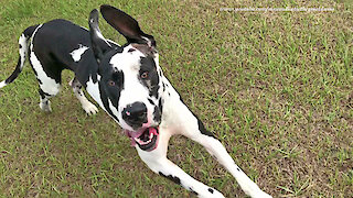 Happy and Athletic Great Danes Love To Run and Play